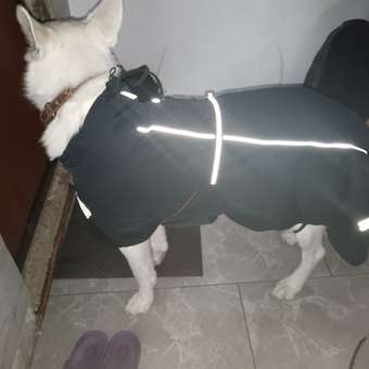 Попона для собак Зоозавр тёмно-синяя 65: отзыв пользователя. Зоомагазин Зоозавр