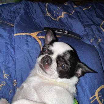 Корм для собак ROYAL CANIN породы чихуахуа 1.5кг: отзыв пользователя. Зоомагазин Зоозавр