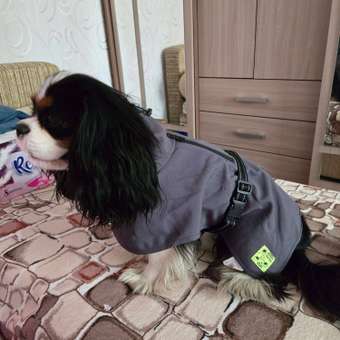 Попона для собак Zoozavr серая 40: отзыв пользователя. Зоомагазин Зоозавр