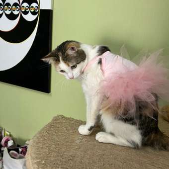 Платье для собак и кошек Зоозавр: отзыв пользователя. Зоомагазин Зоозавр