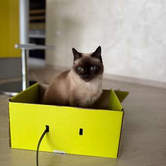 Корм сухой для кошек ROYAL CANIN Indoor 1.5кг пожилых кошек постоянно проживающих в помещении: отзыв пользователя. Зоомагазин Зоозавр