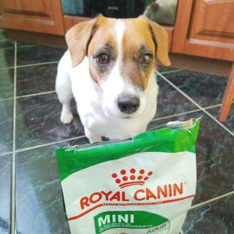 Корм для собак ROYAL CANIN мелких пород 800г: отзыв пользователя. Зоомагазин Зоозавр