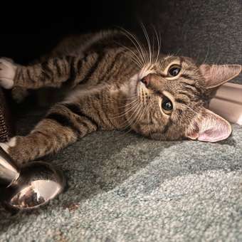 Корм для кошек ROYAL CANIN Neutered Satiety Balance стерилизованных 1.5кг: отзыв пользователя. Зоомагазин Зоозавр