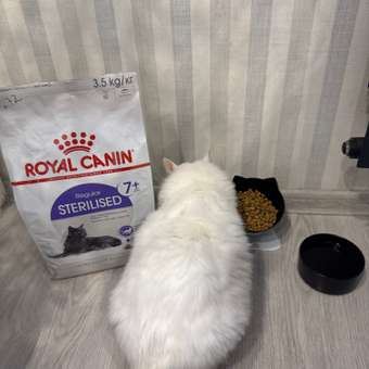 Корм сухой для кошек ROYAL CANIN Sterilised 3.5кг пожилых стерилизованных: отзыв пользователя. Зоомагазин Зоозавр