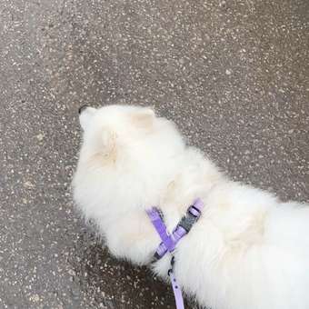 Поводок для собак Barbaks лавандовый водостойкий 1.5*120см PVC: отзыв пользователя. Зоомагазин Зоозавр