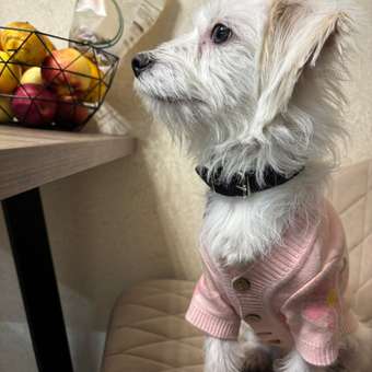 Кардиган для собак Зоозавр: отзыв пользователя. Зоомагазин Зоозавр