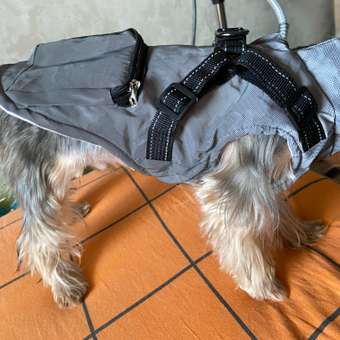 Жилет для собак и кошек Зоозавр: отзыв пользователя. Зоомагазин Зоозавр