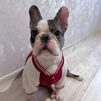 Бомбер для собак и кошек Зоозавр: отзыв пользователя. Зоомагазин Зоозавр