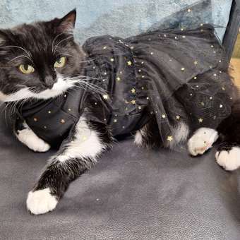 Платье для собак и кошек Зоозавр: отзыв пользователя. Зоомагазин Зоозавр