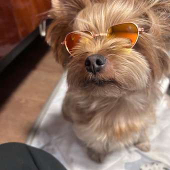 Очки для собак и кошек Зоозавр: отзыв пользователя. Зоомагазин Зоозавр