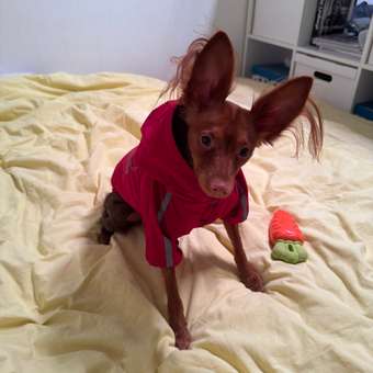 Куртка для собак Зоозавр красная 35: отзыв пользователя. Зоомагазин Зоозавр