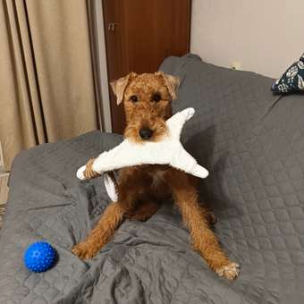 Игрушка для собак Homepet Кролик с пищалкой и шуршащим эффектом плюшевый 45*25см: отзыв пользователя. Зоомагазин Зоозавр