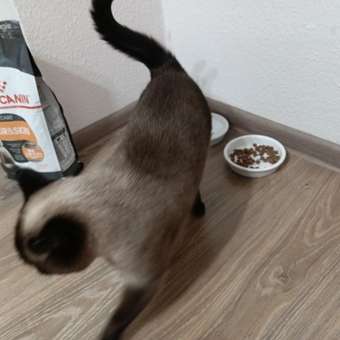 Корм сухой для кошек ROYAL CANIN Hair/Skin Care 2кг для поддержания здоровья кожи и шерсти: отзыв пользователя. Зоомагазин Зоозавр