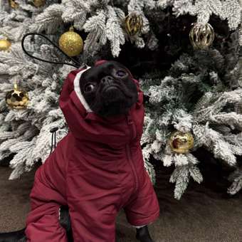 Комбинезон для собак и кошек Зоозавр: отзыв пользователя. Зоомагазин Зоозавр