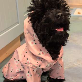 Ветровка для собак Зоозавр: отзыв пользователя. Зоомагазин Зоозавр