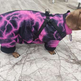 Комбинезон для собак и кошек Зоозавр: отзыв пользователя. Зоомагазин Зоозавр