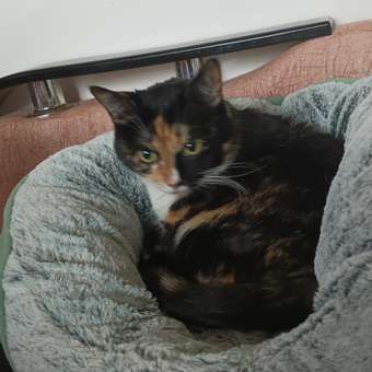 Лежанка Barbaks S 48*43*20см овальная меховая с бортиком и съемной подушкой Зелёная: отзыв пользователя. Зоомагазин Зоозавр