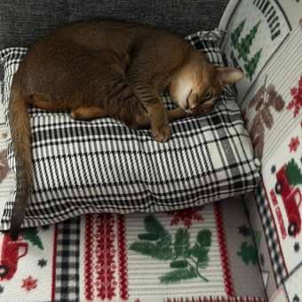 Корм для кошек Royal Canin 85г Digestive Care соус: отзыв пользователя. Зоомагазин Зоозавр