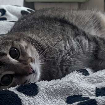 Корм сухой для котят ROYAL CANIN Sterilised 2кг стерилизованных: отзыв пользователя. Зоомагазин Зоозавр