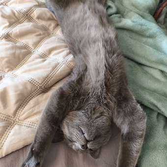 Корм сухой для котят ROYAL CANIN Sterilised 2кг стерилизованных: отзыв пользователя. Зоомагазин Зоозавр