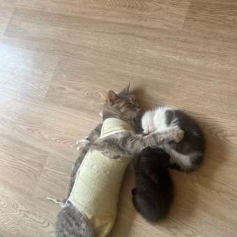 Корм влажный для котят ROYAL CANIN Kitten Instictive 85г желе пауч 77850: отзыв пользователя. Зоомагазин Зоозавр
