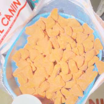 Корм сухой для кошек ROYAL CANIN Sphynx 2кг породы сфинк: отзыв пользователя. Зоомагазин Зоозавр