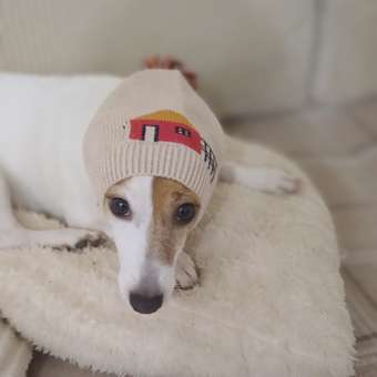 Шапка-шлем для собак и кошек Зоозавр: отзыв пользователя. Зоомагазин Зоозавр