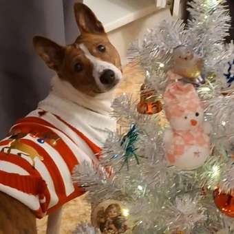 Джемпер для собак и кошек Зоозавр: отзыв пользователя. Зоомагазин Зоозавр