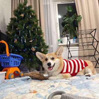 Джемпер для собак и кошек Зоозавр: отзыв пользователя. Зоомагазин Зоозавр