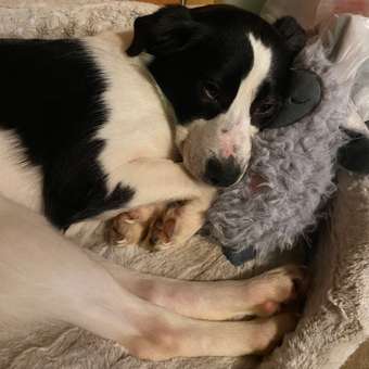 Игрушка для собак Barbaks Овечка Лу-Лу: отзыв пользователя. Зоомагазин Зоозавр