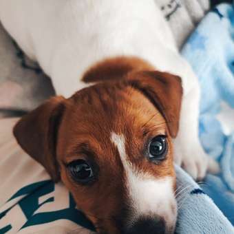 Корм для щенков ROYAL CANIN Puppy мелких пород 4кг: отзыв пользователя. Зоомагазин Зоозавр