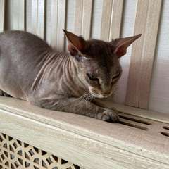 Фото отзыва 10454055