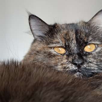 Корм для кошек ROYAL CANIN Neutered Maintenance 85г пауч: отзыв пользователя. Зоомагазин Зоозавр