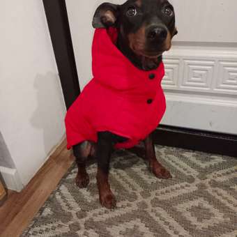 Жилет для собак и кошек Зоозавр: отзыв пользователя. Зоомагазин Зоозавр