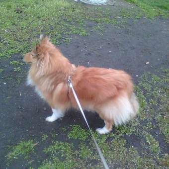 Лакомство для собак Dr.Petzer Комплекс антиоксидантов мультивитаминное 60таблеток: отзыв пользователя. Зоомагазин Зоозавр