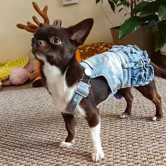 Сарафан для собак Зоозавр: отзыв пользователя. Зоомагазин Зоозавр