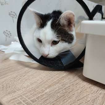 Спрей инсектоакарицидный для собак АВЗ Барс 200мл: отзыв пользователя. Зоомагазин Зоозавр