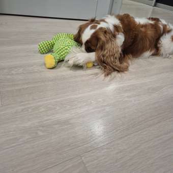 Игрушка для собак Barbaks Лягушка Квакушка мягкая с пищалкой 25*19см: отзыв пользователя. Зоомагазин Зоозавр