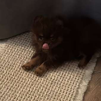 Корм для щенков ROYAL CANIN X-small Puppy миниатюрных пород 500г: отзыв пользователя. Зоомагазин Зоозавр