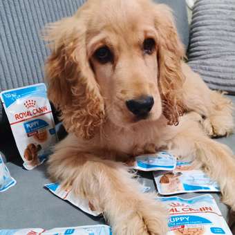 Корм для щенков влажный ROYAL CANIN Medium Puppy средних пород в возрасте до 12 месяцев соус 100 г: отзыв пользователя. Зоомагазин Зоозавр
