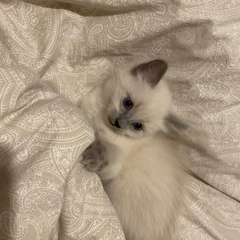 Фото отзыва 10694048