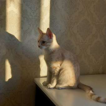 Корм сухой для котят ROYAL CANIN Kitten 2кг: отзыв пользователя. Зоомагазин Зоозавр