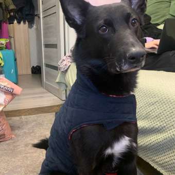 Попона для собак Зоозавр тёмно-синяя 55: отзыв пользователя. Зоомагазин Зоозавр