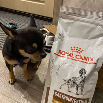 Корм для собак ROYAL CANIN Gastro Intestinal Low Fat LF22 при нарушении пищеварения с ограниченным содержанием жиров 1.5кг: отзыв пользователя. Зоомагазин Зоозавр
