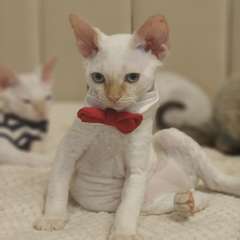 Фото отзыва 11097373