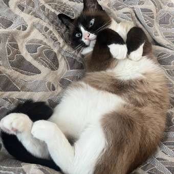 Корм для кошек ROYAL CANIN Neutered Satiety Balance стерилизованных 1.5кг: отзыв пользователя. Зоомагазин Зоозавр