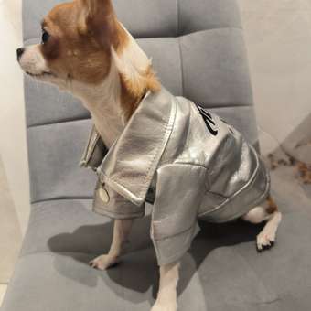 Куртка для собак Зоозавр: отзыв пользователя. Зоомагазин Зоозавр