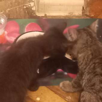 Корм для котят Royal Canin Mother and Babycat 400г: отзыв пользователя. Зоомагазин Зоозавр
