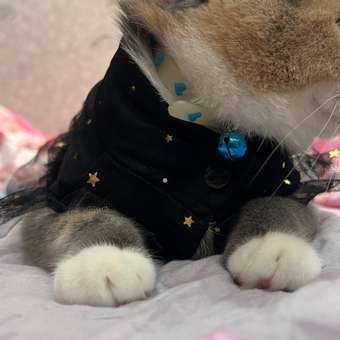 Платье для собак и кошек Зоозавр: отзыв пользователя. Зоомагазин Зоозавр