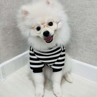 Очки для собак и кошек Зоозавр: отзыв пользователя. Зоомагазин Зоозавр